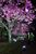 ライトアップされたぼたん桜
