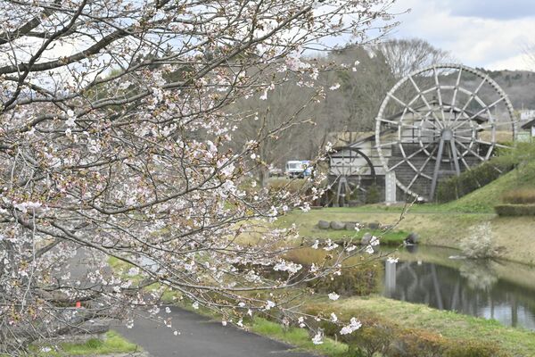 那須町・道の駅東山道伊王野は五分咲きほど＝７日午後