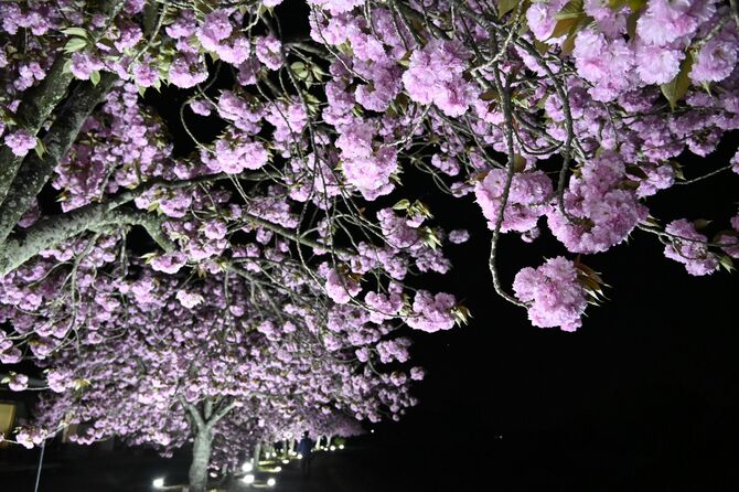 ライトアップされた満開のぼたん桜