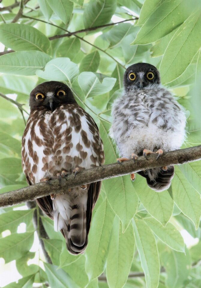 「母子の絆」金田正夫（鹿沼）