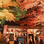 佐野・唐沢山神社でライトアップ　紅葉と…