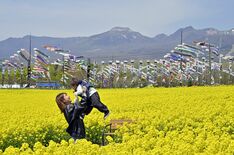 こいのぼり500匹、悠々と　那須で見頃の菜の花と共演