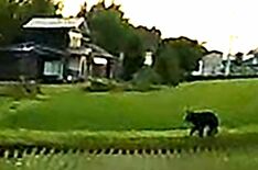 過疎化で近づく人里とクマ　「動き速く、逃げるしか」 鼻息荒く、気付くと…