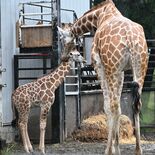 ８月に誕生したキリンの赤ちゃんの名前決定　1600超の応募から選ばれた…