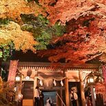佐野・唐澤山神社でライトアップ　紅葉と織りなす絶景　12月２、３日も