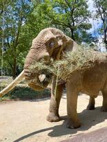 国内最高齢雄のアフリカゾウ死ぬ