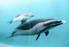 マダライルカの赤ちゃん、公開