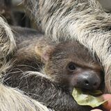 お母さんの上で可愛くモグモグ　ナマケモノの赤ちゃん誕生　那須どうぶつ王国