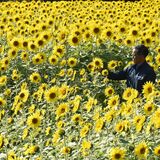 “この時季”にヒマワリ満開 　見頃は10月いっぱい　那須塩原