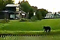 過疎化で近づく人里とクマ　「動き速く、逃げるしか」 鼻息荒く、気付くと男性に馬乗りに