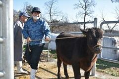 ここで働かせてください！　那須特別支援学校の生徒　就職へ向け畜産酪農作業を体験　県研究センターが協力