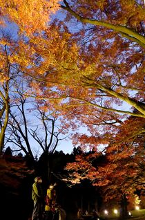 土佐楓ライトアップ　大田原