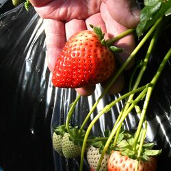 「栃木王国」産イチゴ、今季はデカくてうまい！　農家が品質に太鼓判　クリスマス、大きすぎて悩む人も