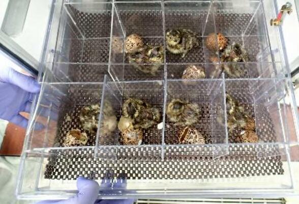 　ふ化したニホンライチョウのひな７羽（富山市ファミリーパーク提供）