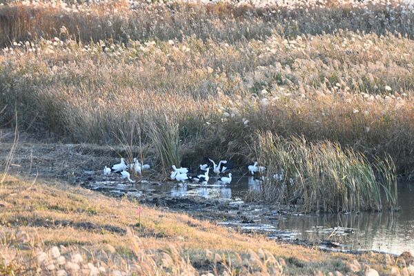 湿地をメンテナンスした効果で昨年11月、渡良瀬遊水地に集結したコウノトリ