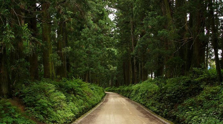 栃木県が主体となって後継木を補植する方針の日光杉並木