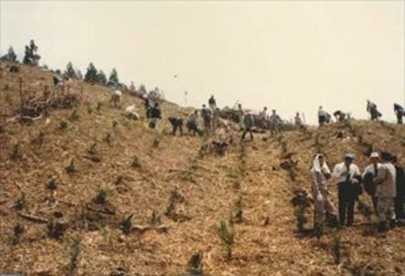 １９８１年、矢板市森林組合、林野庁などが塩谷町の国有林で「森林組合法制定記念造林」の植樹を行った