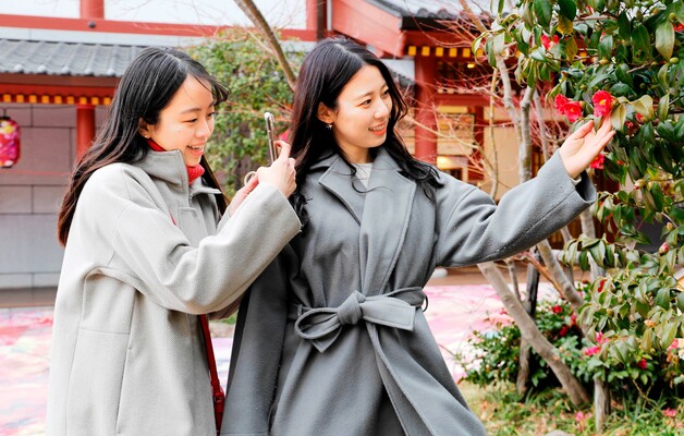 ＳＮＳで松山市の花・椿を紹介するため、スマートフォンで撮影する「松山マドンナ大使」＝１月下旬、松山市道後湯之町