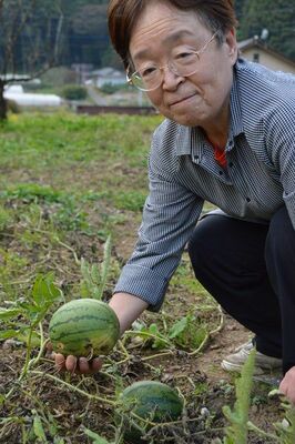 食べ頃となった小玉スイカを持つ高庄さん