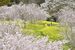 小宅古墳群の斜面を彩る桜と菜の花