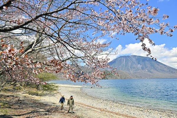 千手ケ浜を彩るオオヤマザクラ＝８日午後１時、日光市中宮祠