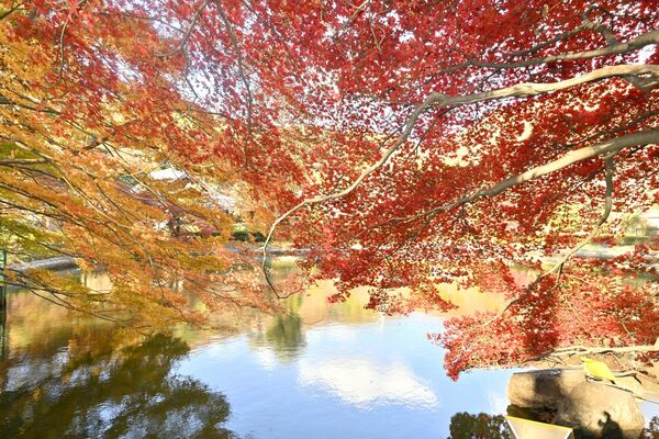 権現池周りを彩るモミジ＝26日午後２時、足利市山川町