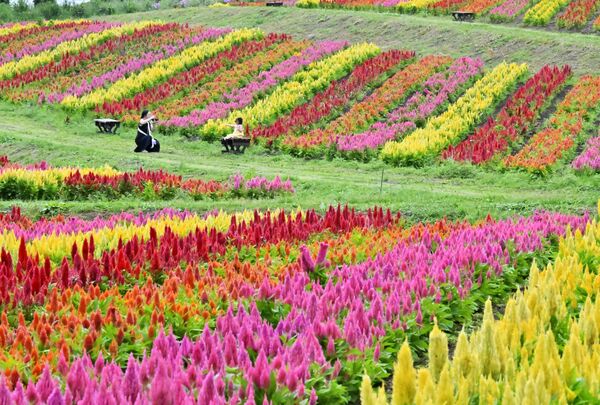 鮮やかに高原を彩るケイトウ＝２９日午前１１時、那須町豊原丙