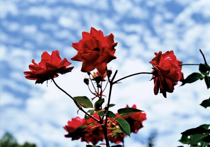 「鰯雲とコラボ」野中友治（真岡）