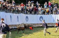 「迫力すごい」シカの角切り
