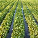 消滅危機の「在来品種」に日光の伝統野菜３種　農研機構が紹介