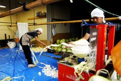 ＜５１＞国内生産シェア98％のかんぴょう　絶やさぬ300年の伝統