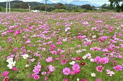 【夕刊】秋風に揺れるかれんな花