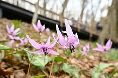 山の斜面 彩る紫