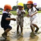 どろんこでも満面の笑顔に　下野で園児が田植え挑戦　「お米になるの楽しみ」