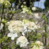 高貴にして、かれん　下野薬師寺で鑑真ゆかりの瓊花が見頃　白い花びら、春風に揺れる