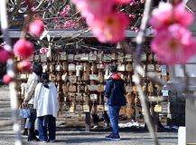 合格祈願絵馬 春よ来い 芳賀