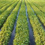 消滅危機の「在来品種」に日光の伝統野菜３種　農研機構が紹介