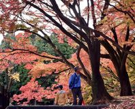 土佐楓の紅葉見頃に　大田原