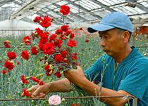 カーネーションの出荷が最盛期　さくら