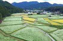 里山彩るソバの花　日光