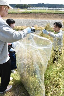 菜の花の茎を切り、種をとる学生たち