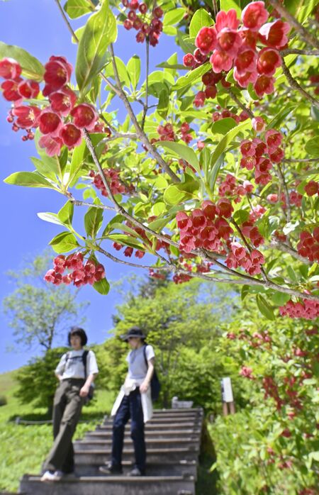 青空の下、鮮やかに咲くベニサラサドウダン＝29日午前11時10分、日光市所野