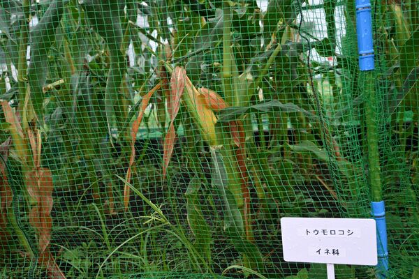 工場敷地内にある野菜畑