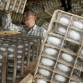小山で今年初の繭生産大詰め 「順調に育っている」