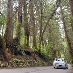 日光杉並木に刻まれた「開発の傷跡」　むき出しの根、保全と利便性の模索続く