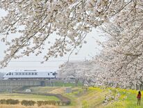 栃木県内桜便り2026　小倉川かっぱ広場（栃木）　春一色の景色、スペー…
