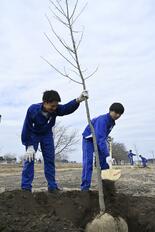「大きく育って」　遊歩道を桜の名所に　芳賀中１年生が植樹で未来へ貢献