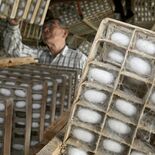 小山で今年初の繭生産大詰め 「順調に育っている」