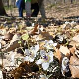 栃木でセツブンソウ見頃、一足早い春の訪れ　みかも山公園「野草の園」