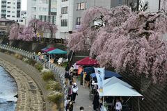 宮SAKURA祭盛況　宇都宮共和大生ら企画